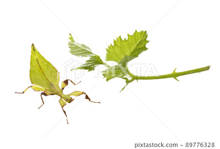 stick insect in studio stick insect in studio 89776328