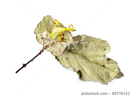 stick insect in studio stick insect in studio 89776332