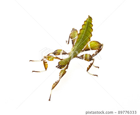 stick insect in studio stick insect in studio 89776333