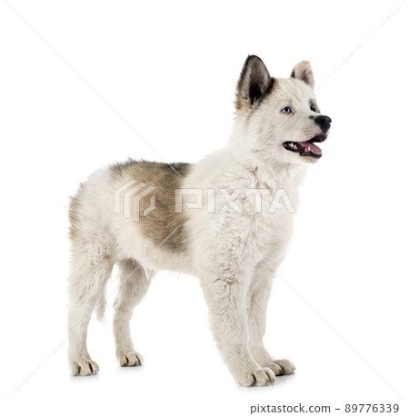young Yakutian Laika 89776339