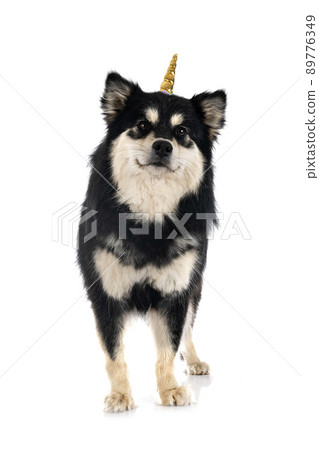 Finnish Lapphund in studio Finnish Lapphund in studio 89776349