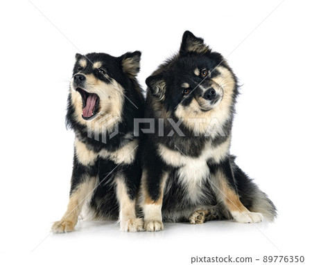 Finnish Lapphunds in studio Finnish Lapphunds in studio 89776350