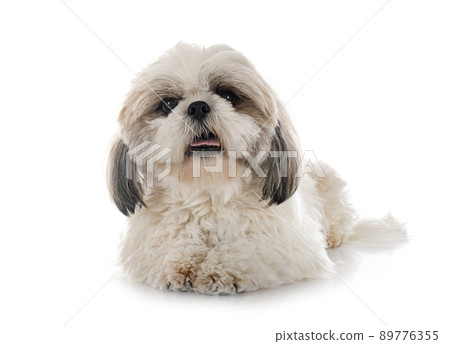 Shih Tzu in studio 89776355