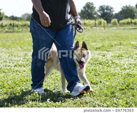 woman and pomsky in nature 89776363