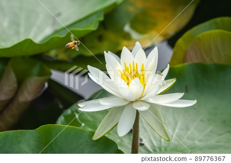 一朵漂亮的白睡蓮花和一隻蜜蜂採集花蜜。 89776367