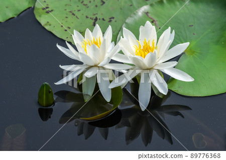 Two white water lily flowers blooming in a pond that reflects the blue sky 89776368