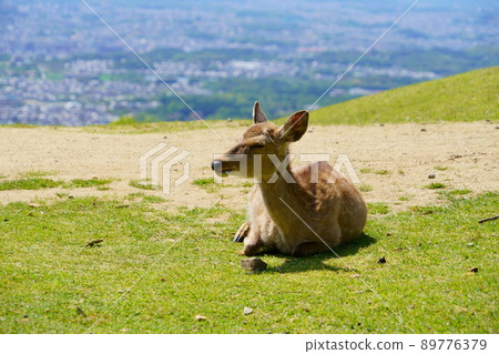 Deer on Mt. Wakakusa, May Hinata 89776379
