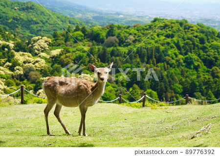 Deer / Primitive Forest Background on Mt. Wakakusa 89776392