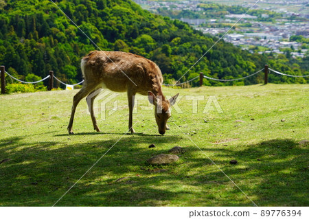 Deer / Primitive Forest Background on Mt. Wakakusa 89776394