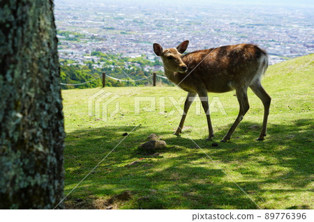 Deer on Mt. Wakakusa / Urban background Deer on Mt. Wakakusa / Urban background 89776396