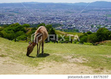 Deer on Mt. Wakakusa / Urban background 89776397