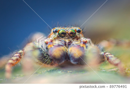 Extreme magnification - Jumping spider portrait, front view 89776491
