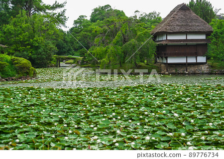 茅草屋頂,荷花開滿池塘的建築物“岡山縣津山市修樂園” 茅草屋頂,荷花開滿池塘的建築物“岡山縣津山市修樂園” 89776734