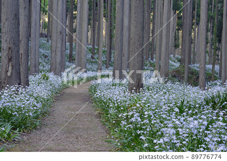 [Kyoto Prefecture] Shaga Forest, Oitomi-cho, Ayabe City, Water Source Village 89776774