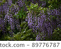 紫藤 89776787