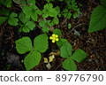 森林裡的小黃花 89776790