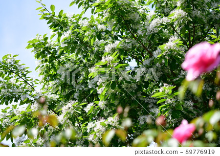 Nanjamon Janoki白花盛開，一年比一年大，花多。 Chionanthus retusus，新鮮的綠色材料。可能。玫瑰花開的季節 89776919