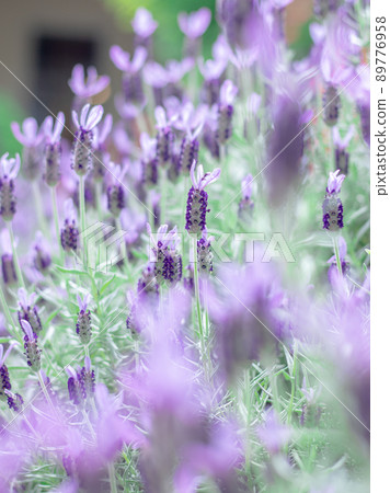 French Lavender French Lavender 89776958