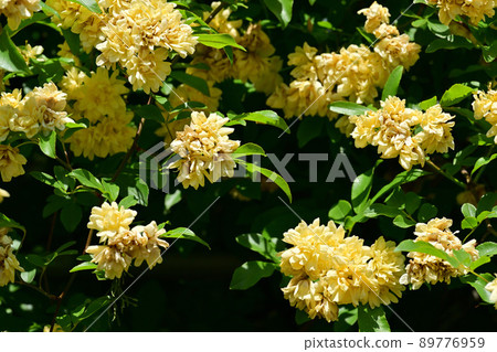 Yellow moco borough Yellow moco borough 89776959