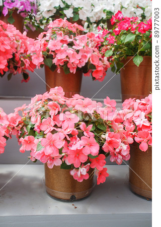 impatiens in potted, scientific name Impatiens walleriana flowers also called Balsam, flower bed of blossoms impatiens in potted, scientific name Impatiens walleriana flowers also called Balsam, flower bed of blossoms 89777003