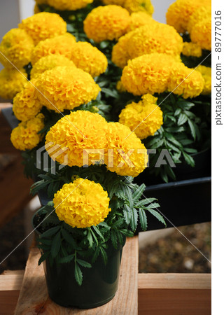 Marigolds Yellow Color (Tagetes erecta, Mexican marigold) 89777016