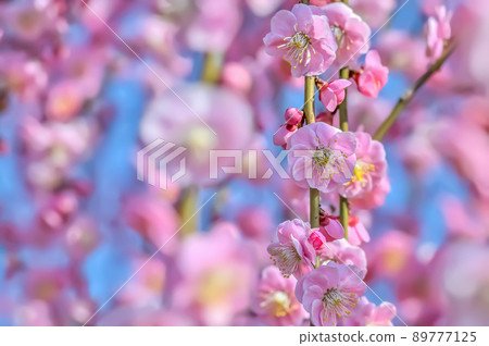桃紅色五顏六色的啜泣的李子開花 89777125