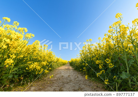 盛開油菜田的山路 89777137