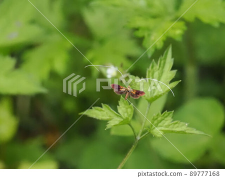 Flying fluttering black honey white higenaga 89777168