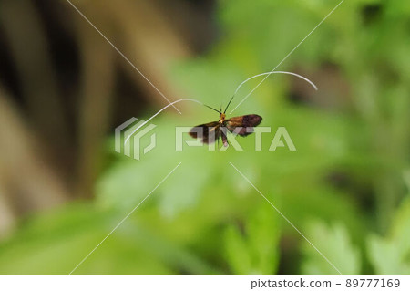 Flying fluttering black honey white higenaga Flying fluttering black honey white higenaga 89777169
