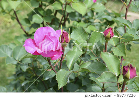 芬芳的深粉色玫瑰,玫瑰,清新的綠色,光,鮮花,家庭園藝,背景圖片素材,五月 芬芳的深粉色玫瑰,玫瑰,清新的綠色,光,鮮花,家庭園藝,背景圖片素材,五月 89777226