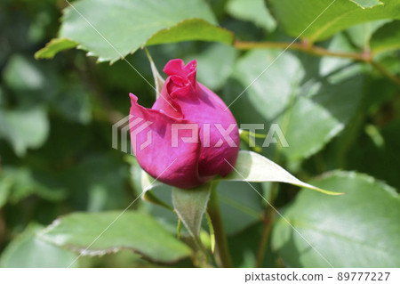 芬芳的深粉色玫瑰,玫瑰,清新的綠色,光,鮮花,家庭園藝,背景圖片素材,五月 芬芳的深粉色玫瑰,玫瑰,清新的綠色,光,鮮花,家庭園藝,背景圖片素材,五月 89777227