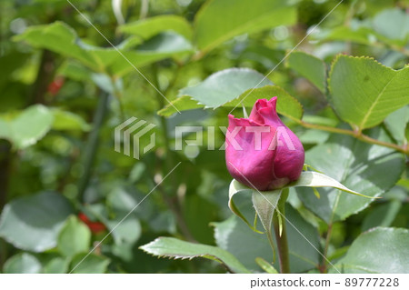 芬芳的深粉色玫瑰,玫瑰,清新的綠色,光,鮮花,家庭園藝,背景圖片素材,五月 芬芳的深粉色玫瑰,玫瑰,清新的綠色,光,鮮花,家庭園藝,背景圖片素材,五月 89777228