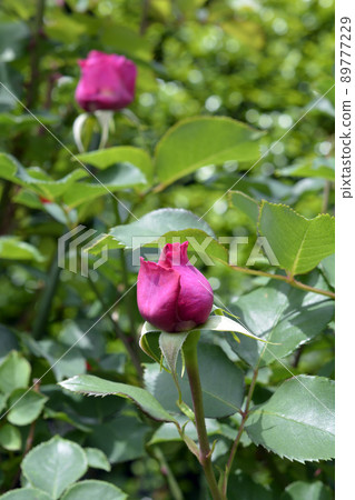 芬芳的深粉色玫瑰,玫瑰,清新的綠色,光,鮮花,家庭園藝,背景圖片素材,五月 芬芳的深粉色玫瑰,玫瑰,清新的綠色,光,鮮花,家庭園藝,背景圖片素材,五月 89777229