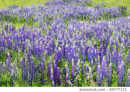 Flowering meadow flowerses of the lupine Flowering meadow flowerses of the lupine 89777231
