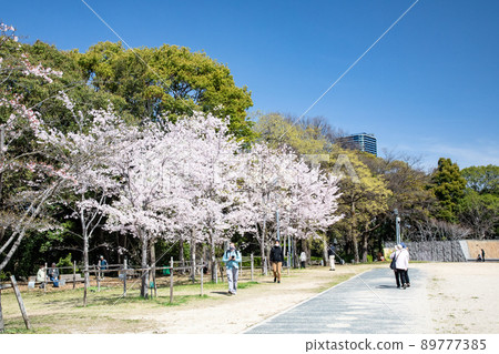 It is the Gotoden Square in Hijiyama Park. The cherry blossoms are in full bloom and it is time to see the cherry blossoms. Please have a bright atmosphere. Hiroshima Prefecture 89777385