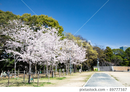 It is the Gotoden Square in Hijiyama Park. The cherry blossoms are in full bloom and it is time to see the cherry blossoms. Please have a bright atmosphere. Hiroshima Prefecture 89777387