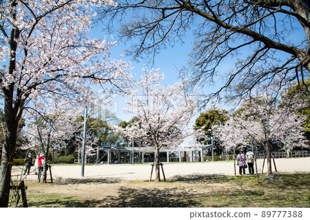 It is the Gotoden Square in Hijiyama Park. The cherry blossoms are in full bloom and it is time to see the cherry blossoms. Please have a bright atmosphere. Hiroshima Prefecture 89777388