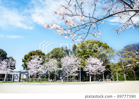 它是羊山公園內的五島電廣場。櫻花盛開，是時候去看櫻花了。請有明亮的氣氛。廣島縣 89777390