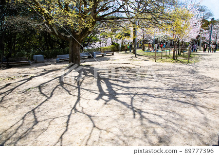 It is the Gotoden Square in Hijiyama Park. The cherry blossoms are in full bloom and it is time to see the cherry blossoms. Please have a bright atmosphere. Hiroshima Prefecture 89777396