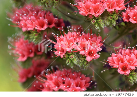 在花店發現的紅色花朵 89777429