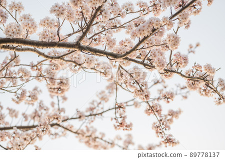 一排被夕陽照亮的櫻花樹 | Kaizu Osaki 89778137