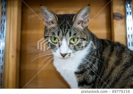 Cats living in a protected cat cafe 89778158