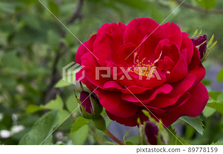 Blossom of the decorative rose in garden 89778159