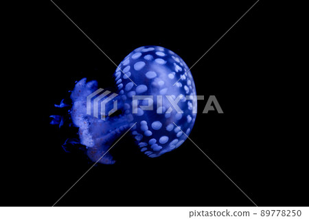 Spotted jellyfish aquarium healing Spotted jellyfish aquarium healing 89778250