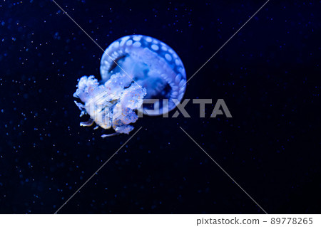 Spotted jellyfish aquarium healing Spotted jellyfish aquarium healing 89778265