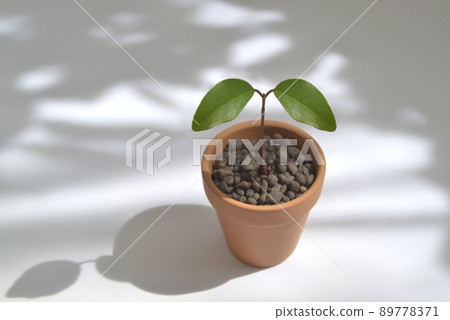 Futaba in a flowerpot 89778371