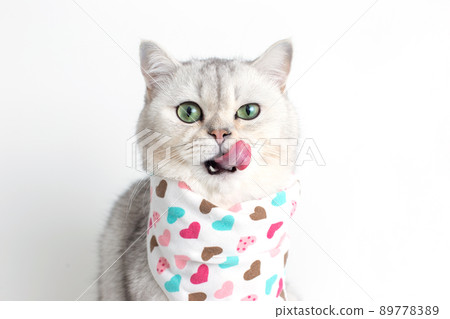 A adorable white cat, licks its muzzle with its tongue, sits on a white background with a bib in hearts. A adorable white cat, licks its muzzle with its tongue, sits on a white background with a bib in hearts. 89778389
