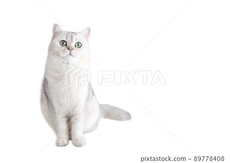 White british cat ,sitting isolated on white background White british cat ,sitting isolated on white background 89778408