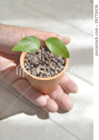 Futaba in a flowerpot 89778436