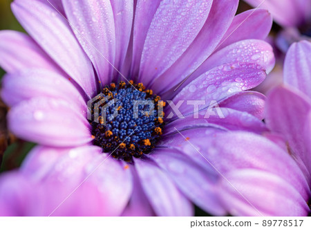 在早晨露水弄濕的濕花 89778517